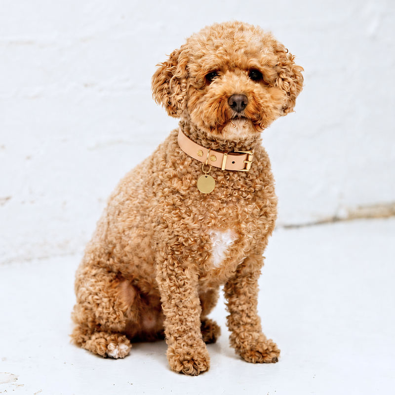 The Signature Collar