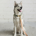 Husky dog with a leather leash on a light gray floor against a white brick wall.