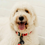 The Candy Collar