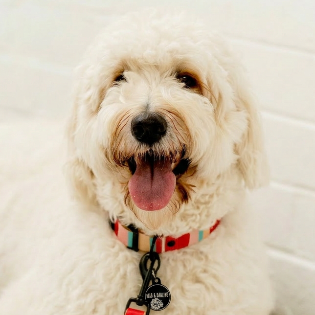 The Candy Collar