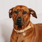 The Signature Collar