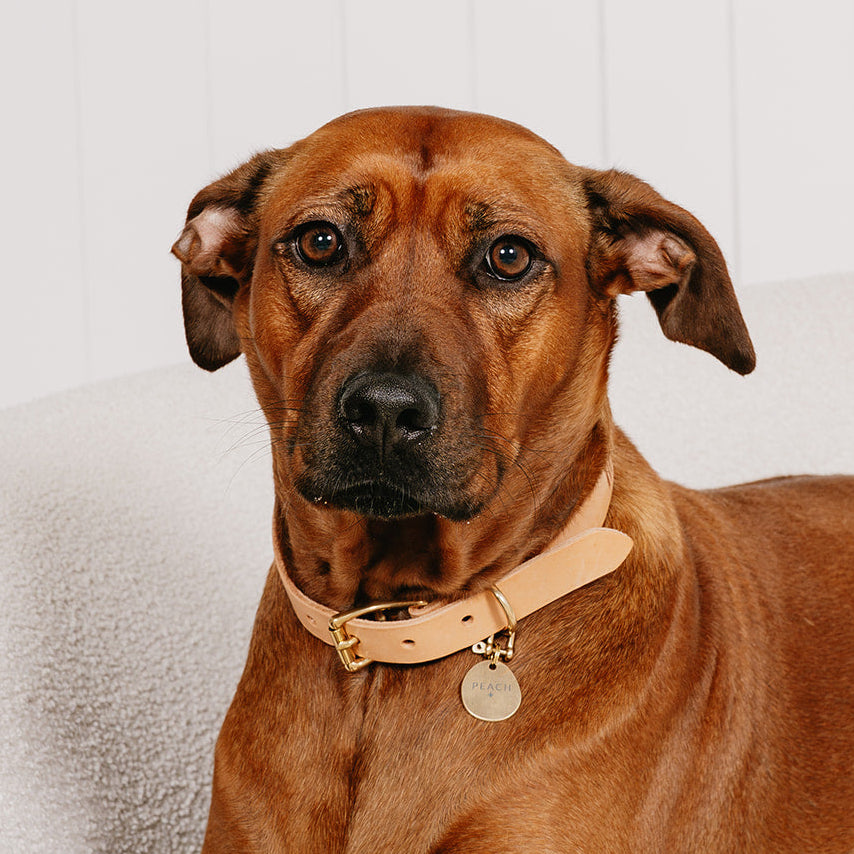 The Signature Collar