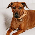 Brown dog lying on a white surface with a neutral background