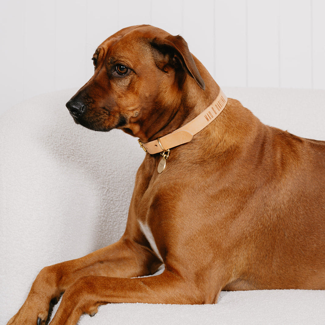 Brown dog lying on a white surface with a neutral background