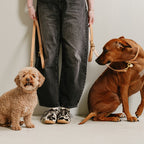 Two dogs sitting on a white floor with a person standing between them, holding dog leashes.