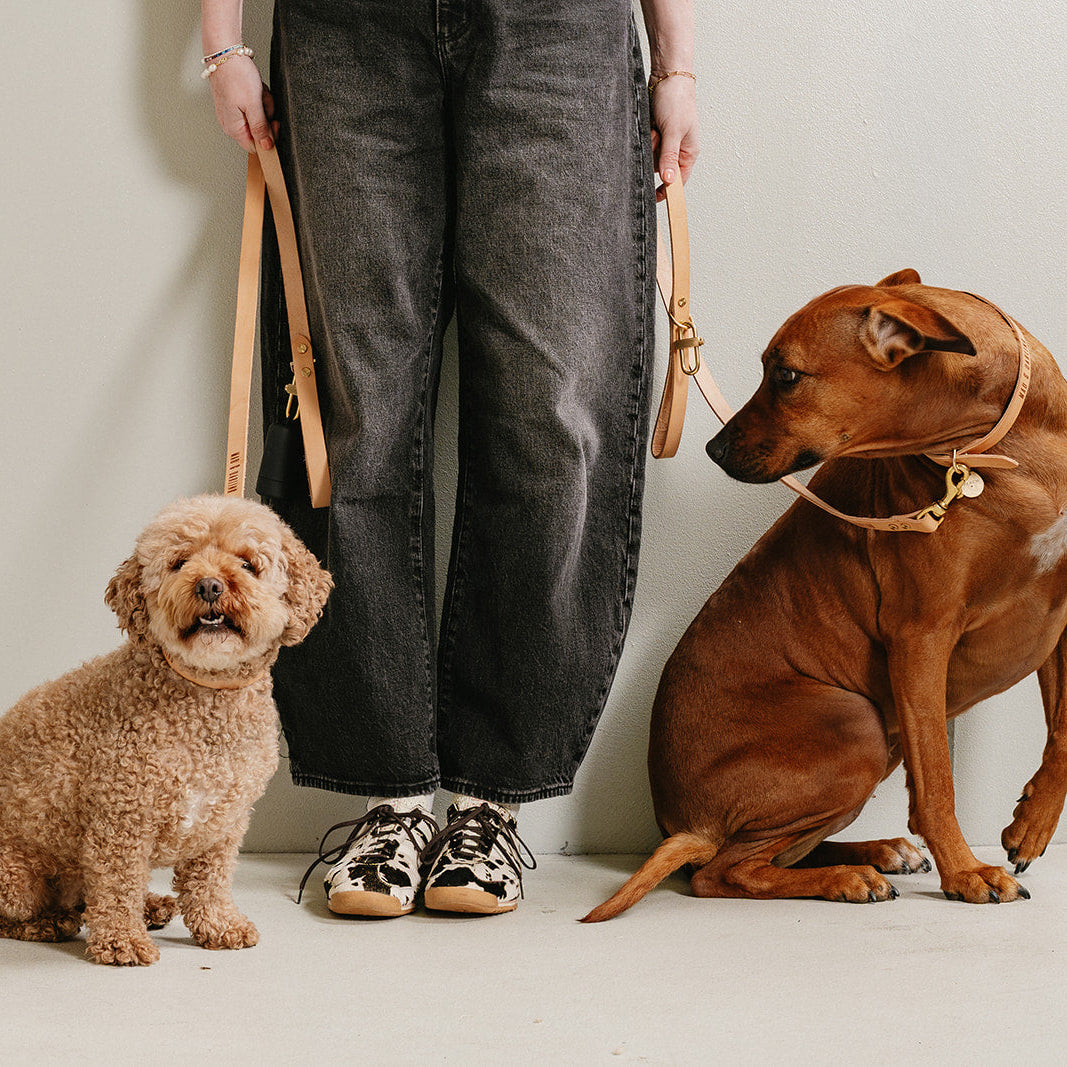 Two dogs sitting on a white floor with a person standing between them, holding dog leashes.