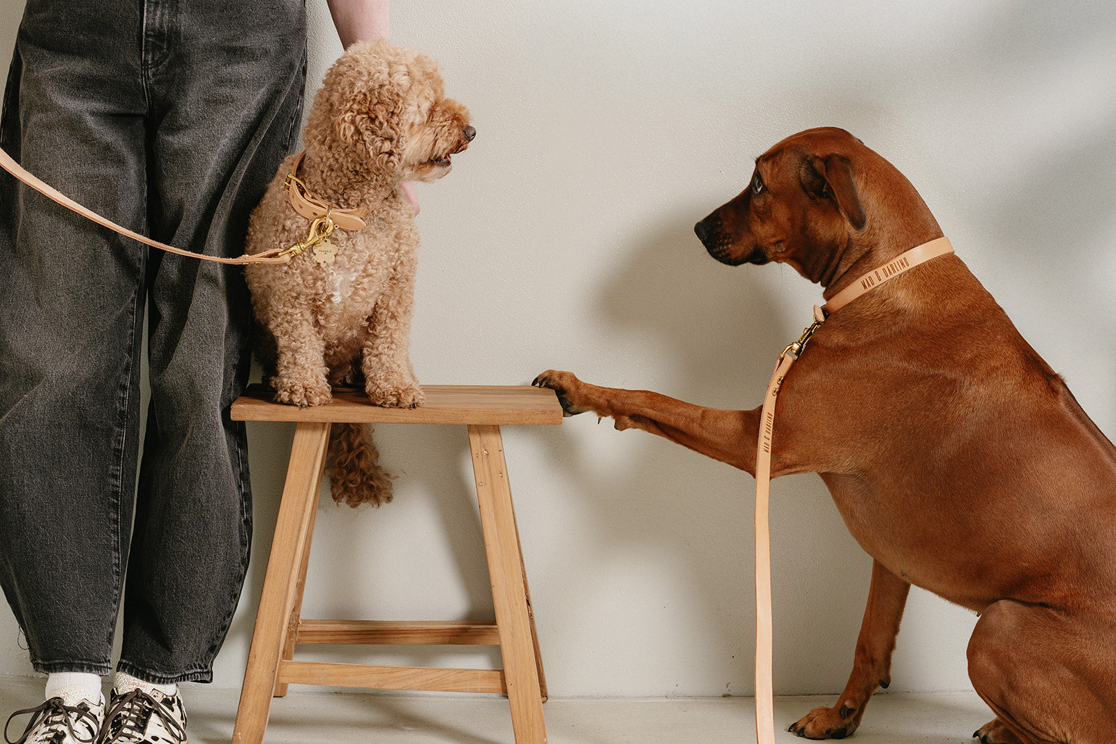 Two dogs, one on a stool and the other standing, interacting with each other indoors.