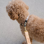 The Signature Lead