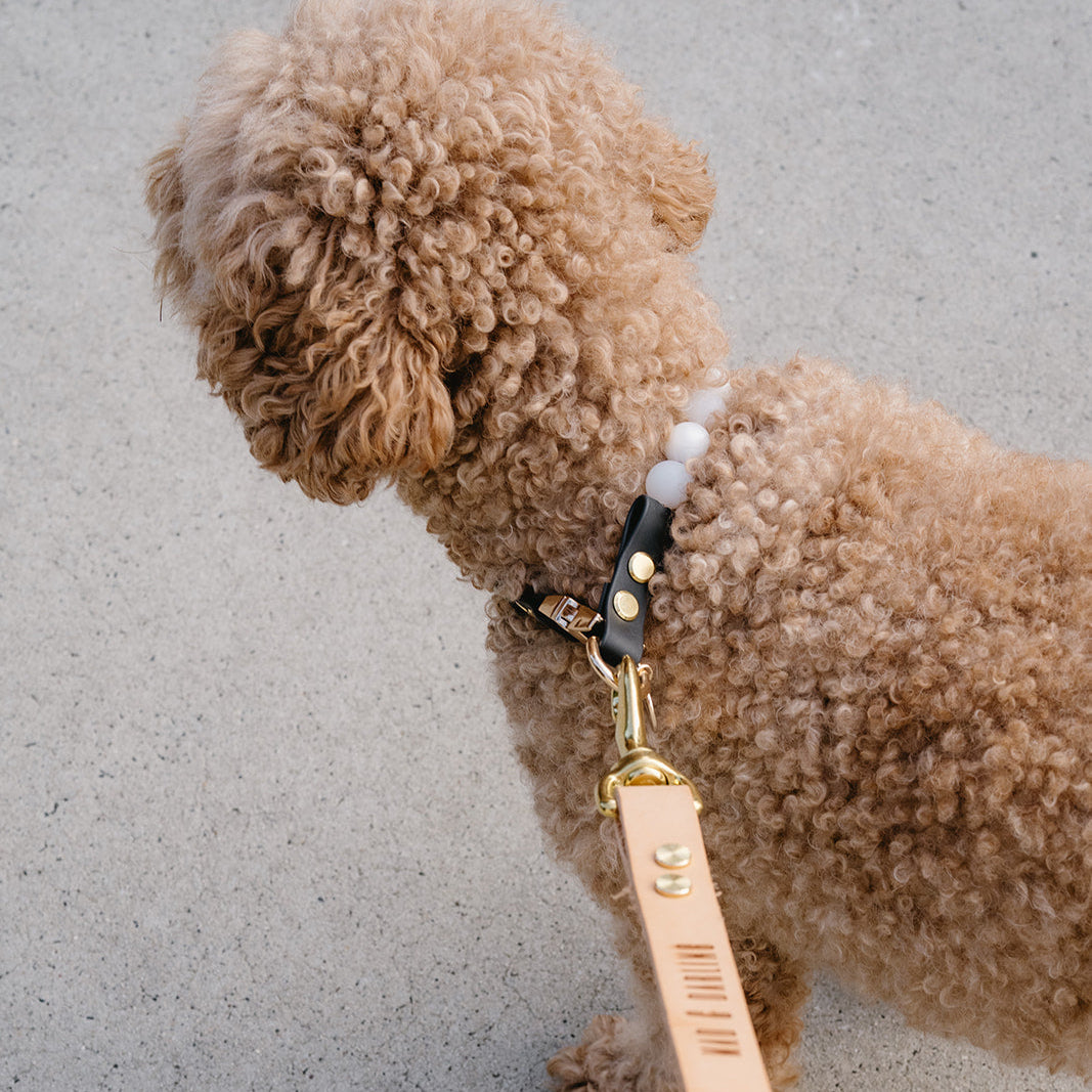 The Signature Lead