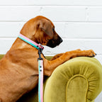 Dog sitting on a green chair with a colorful leash draped over it against a white brick wall.