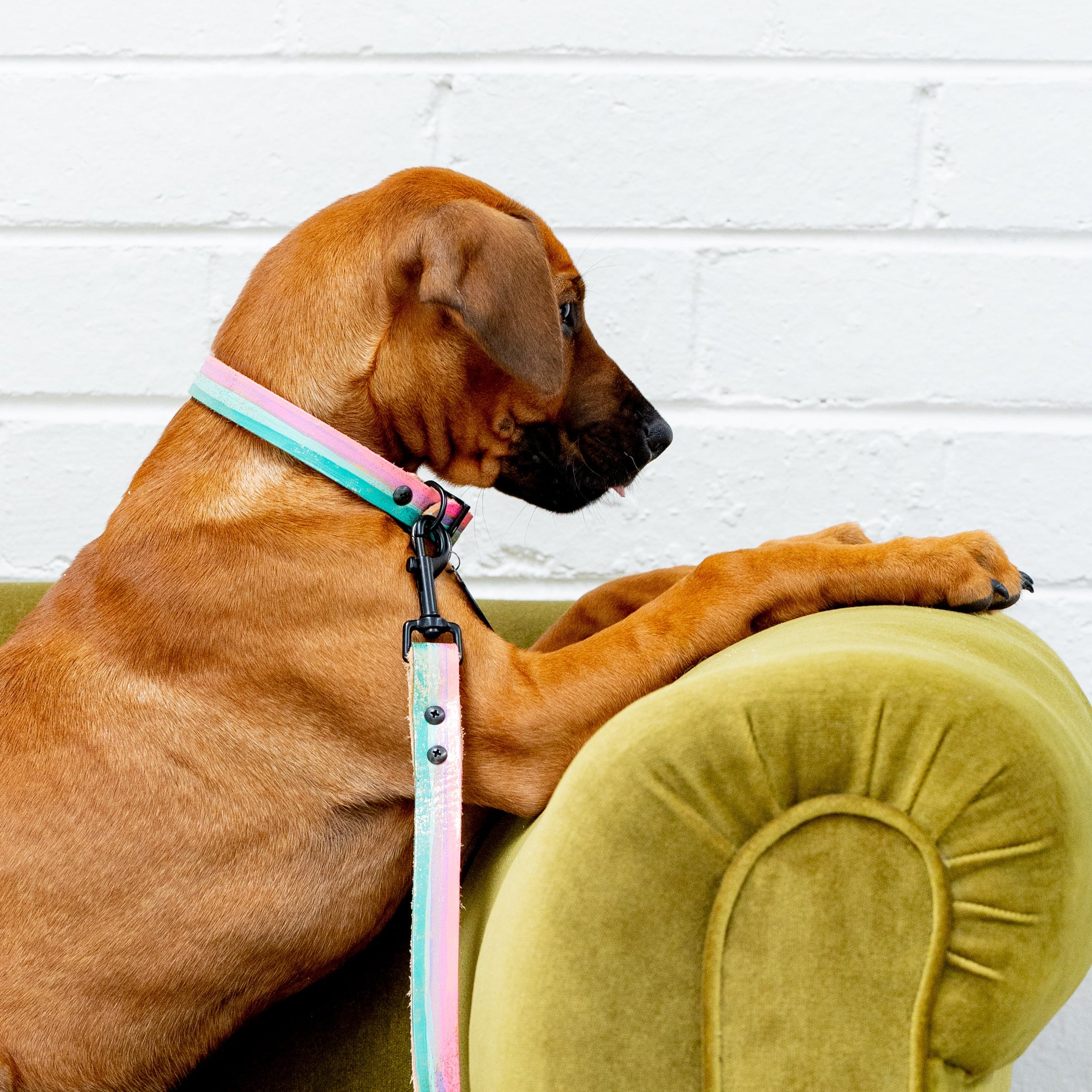 Dog sitting on a green chair with a colorful leash draped over it against a white brick wall.