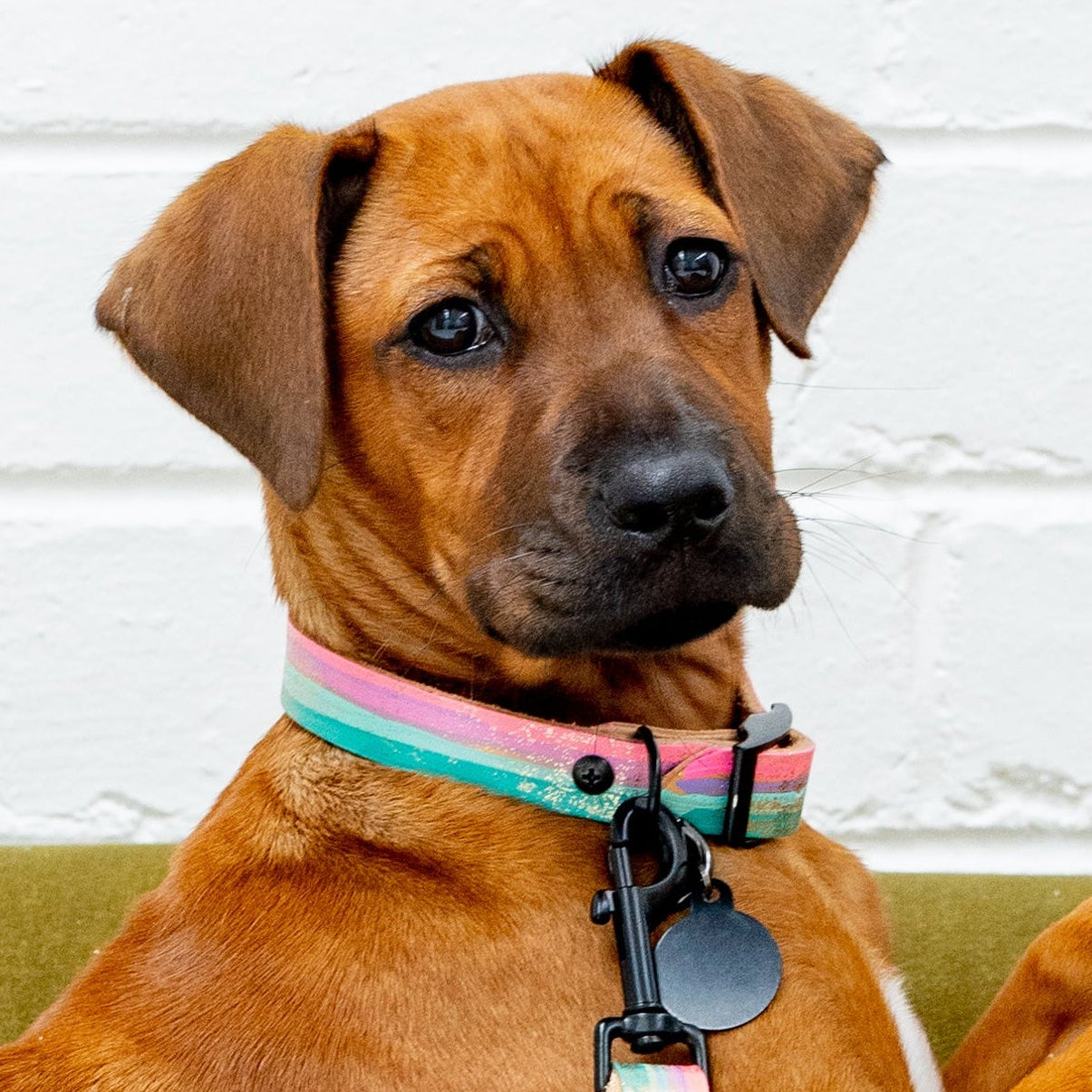 Brown dog sitting on a green chair against a white brick wall