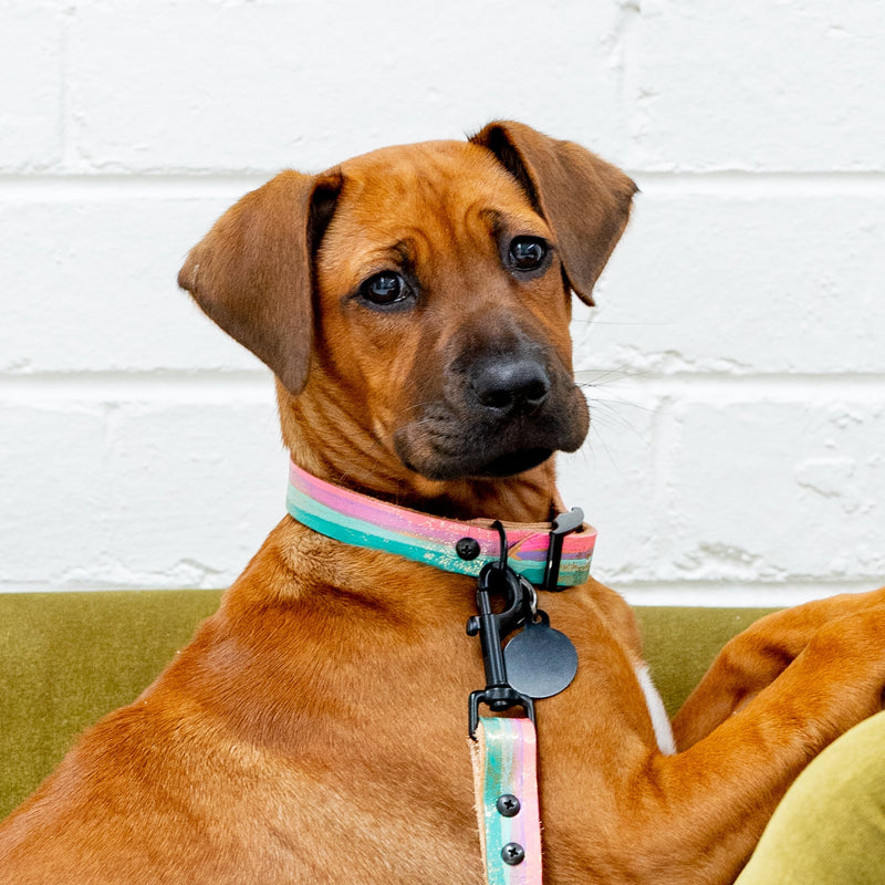 Brown dog sitting on a green chair against a white brick wall