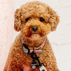 Small brown dog sitting on a red and white patterned blanket with plants and a white brick wall in the background.