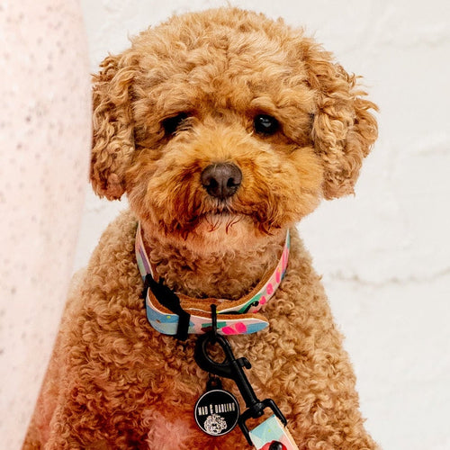 Small brown dog sitting on a red and white patterned blanket with plants and a white brick wall in the background.
