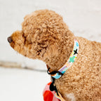 Small brown dog with a colorful collar and leash sitting on a white surface.