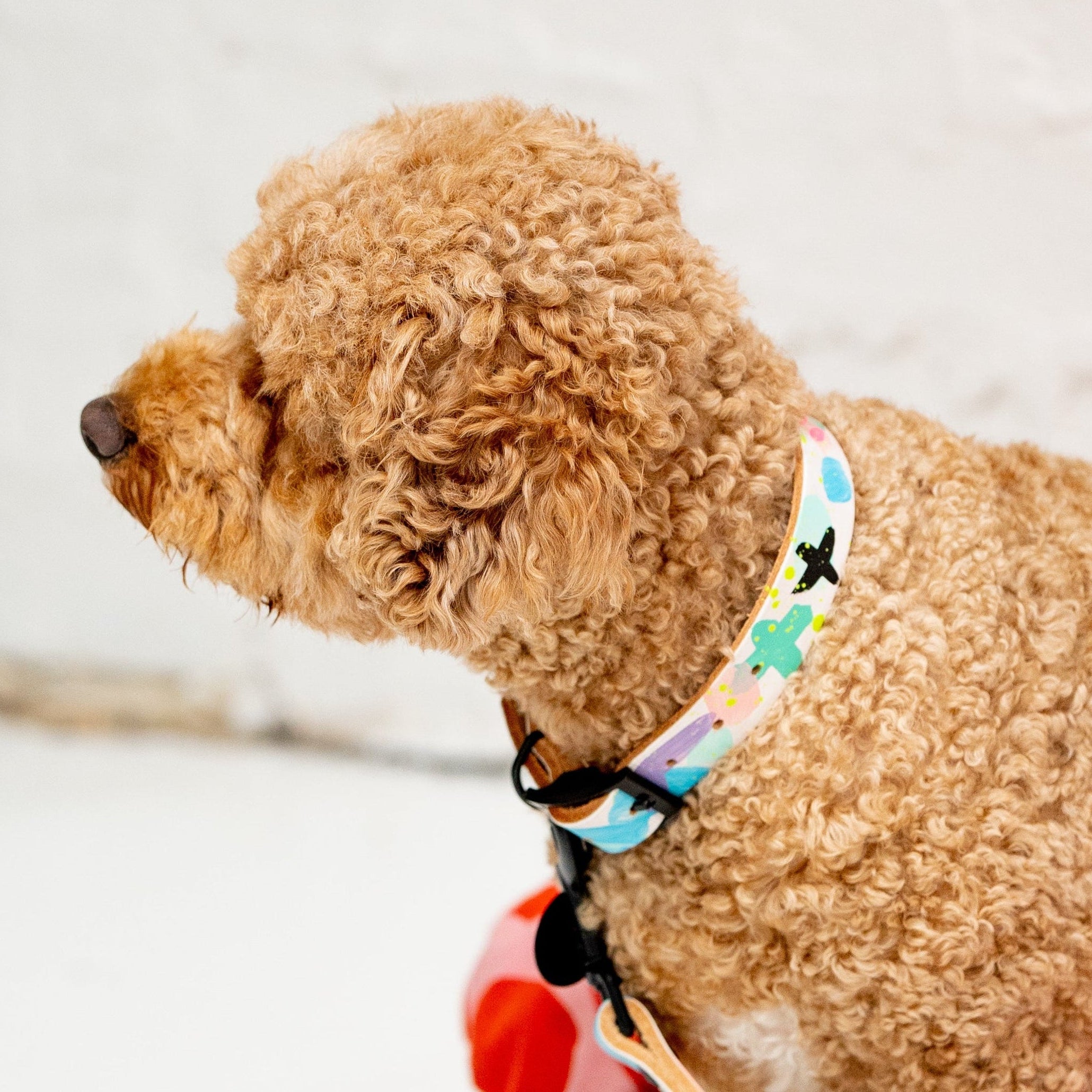 Small brown dog with a colorful collar and leash sitting on a white surface.