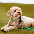 Dog sitting on a green couch with a floral leash
