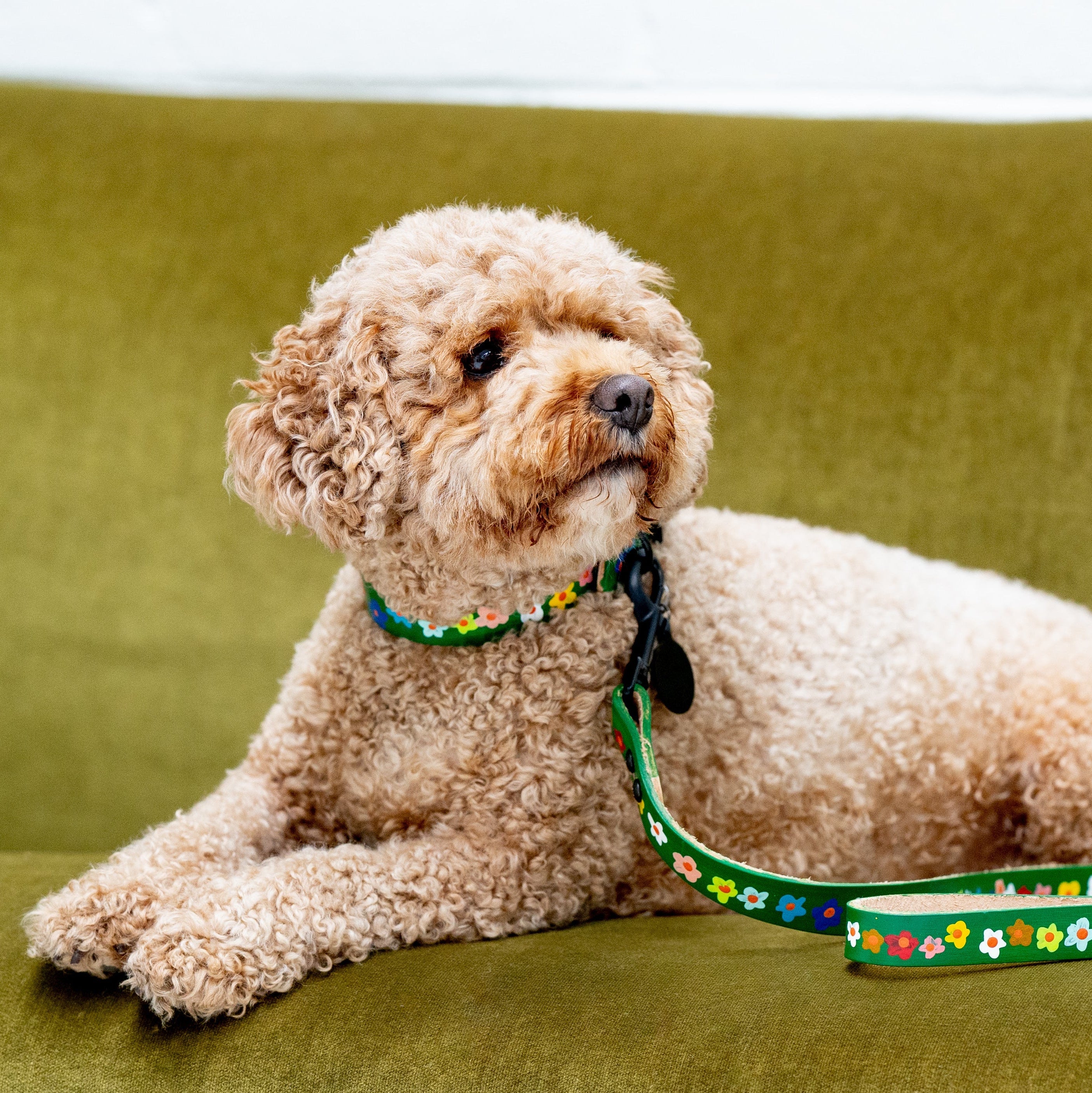 Dog sitting on a green couch with a floral leash