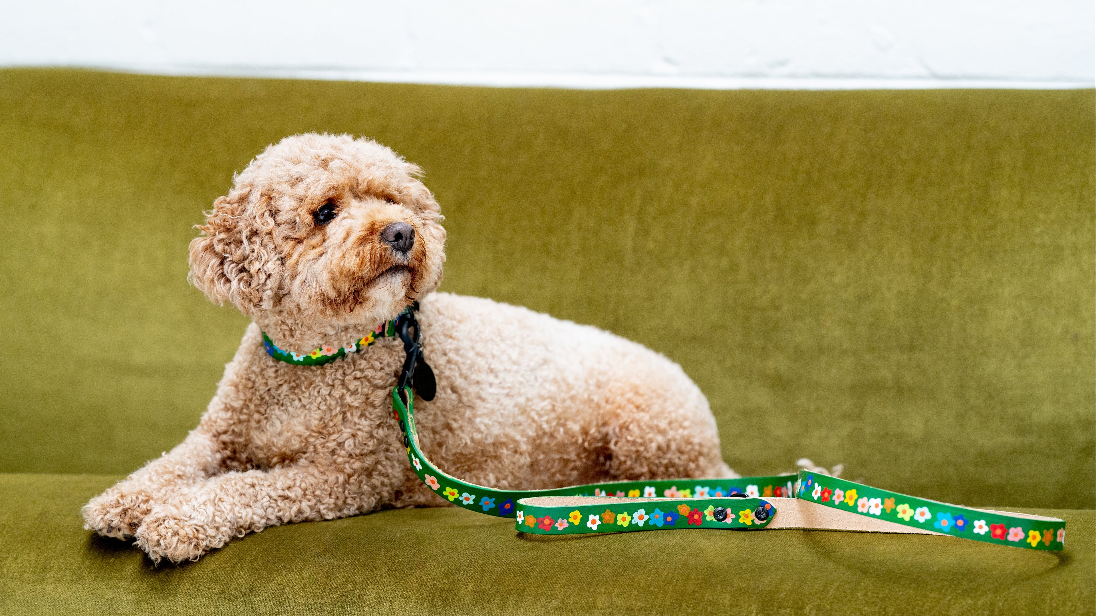 Dog sitting on a green couch with a floral leash