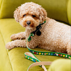 Small dog sitting on a green chair with a floral-patterned leash.