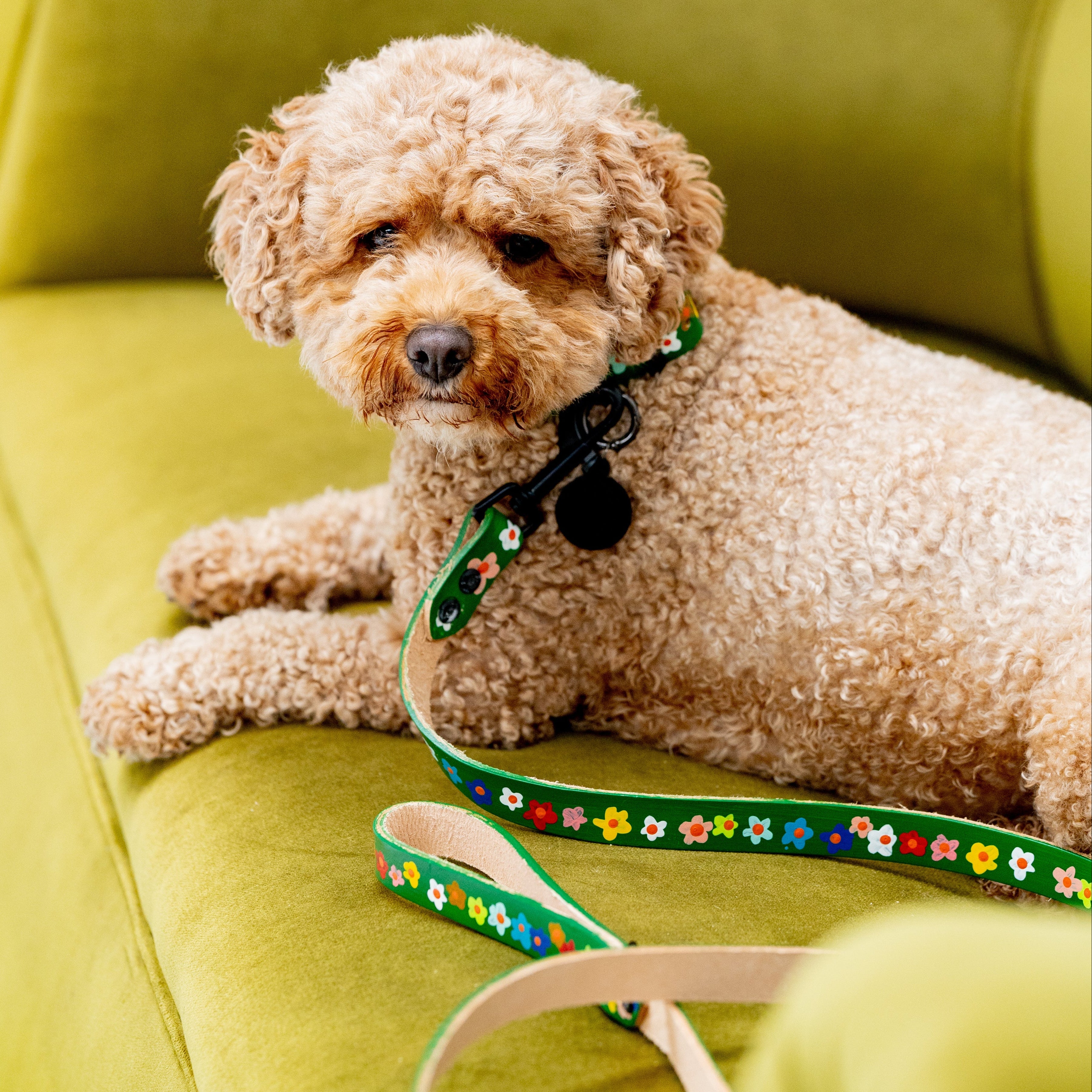 Small dog sitting on a green chair with a floral-patterned leash.