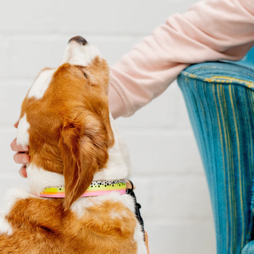 Person sitting on a blue chair with a dog on a leash