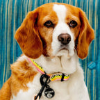Dog sitting on a blue chair with a white brick wall background