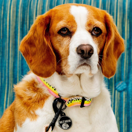 Dog sitting on a blue chair with a white brick wall background