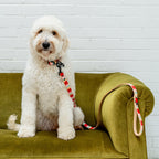 The Candy Collar