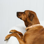 Brown dog wearing a pink collar with text on a white background