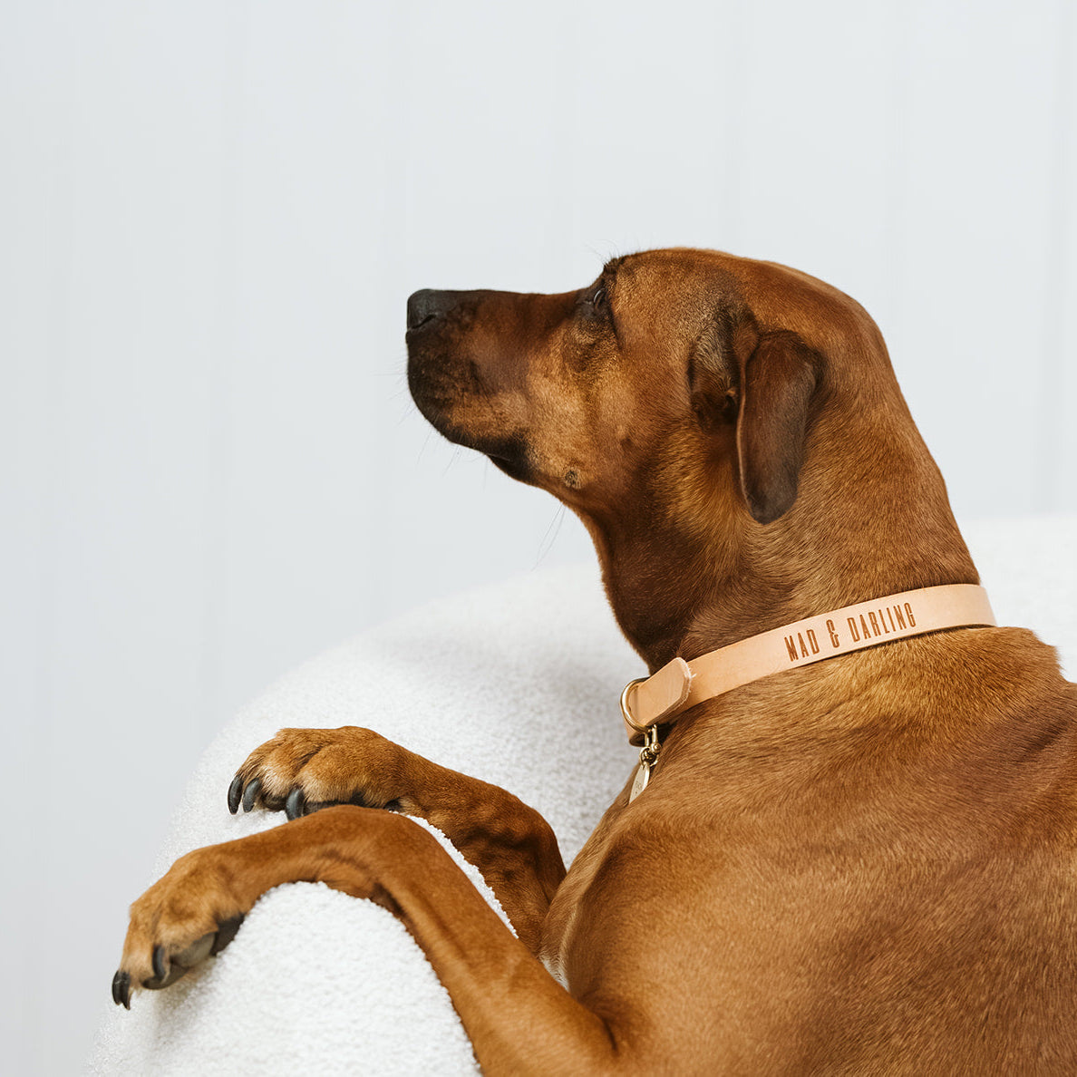 Brown dog wearing a pink collar with text on a white background