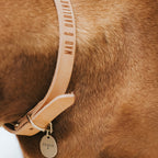 The Signature Collar