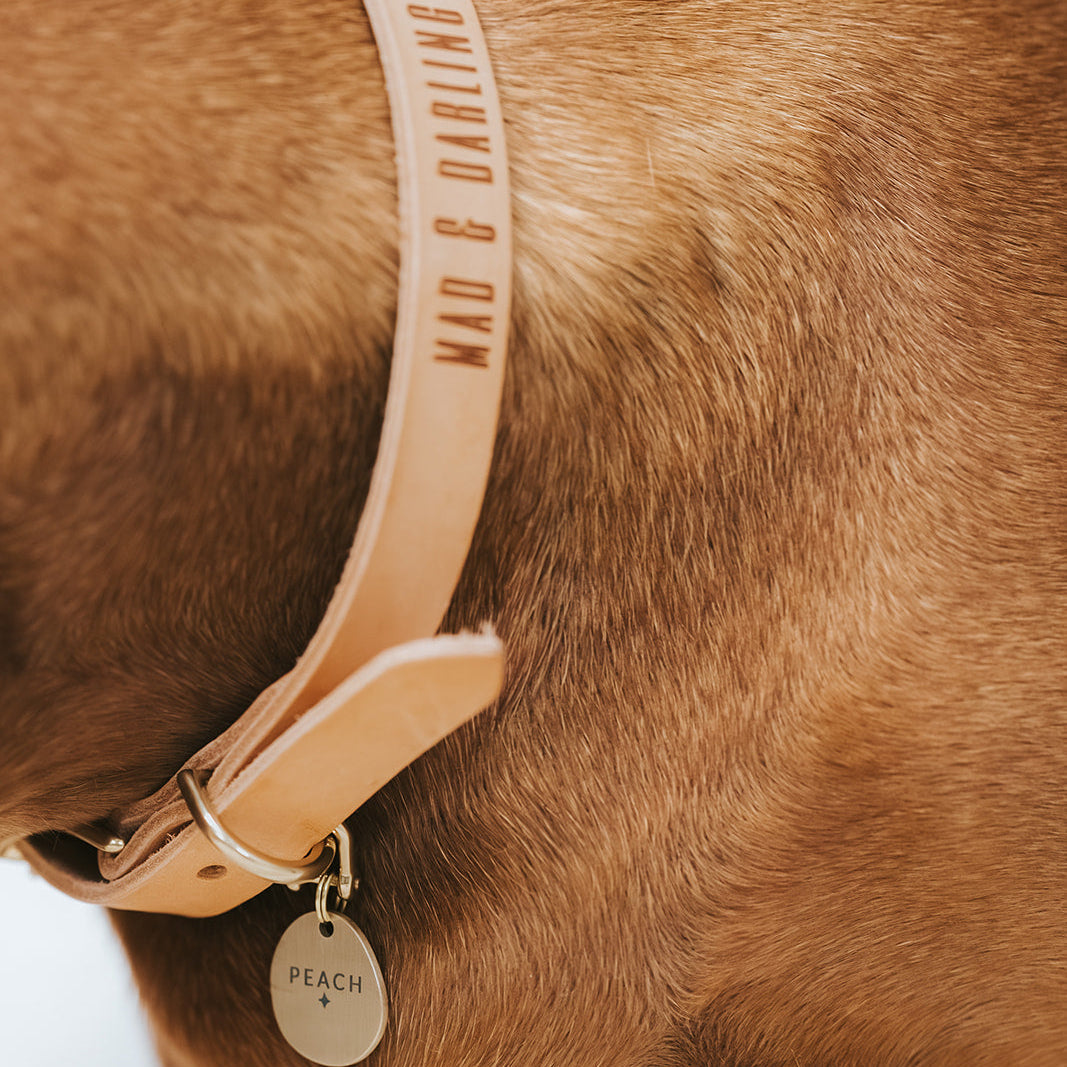 The Signature Collar