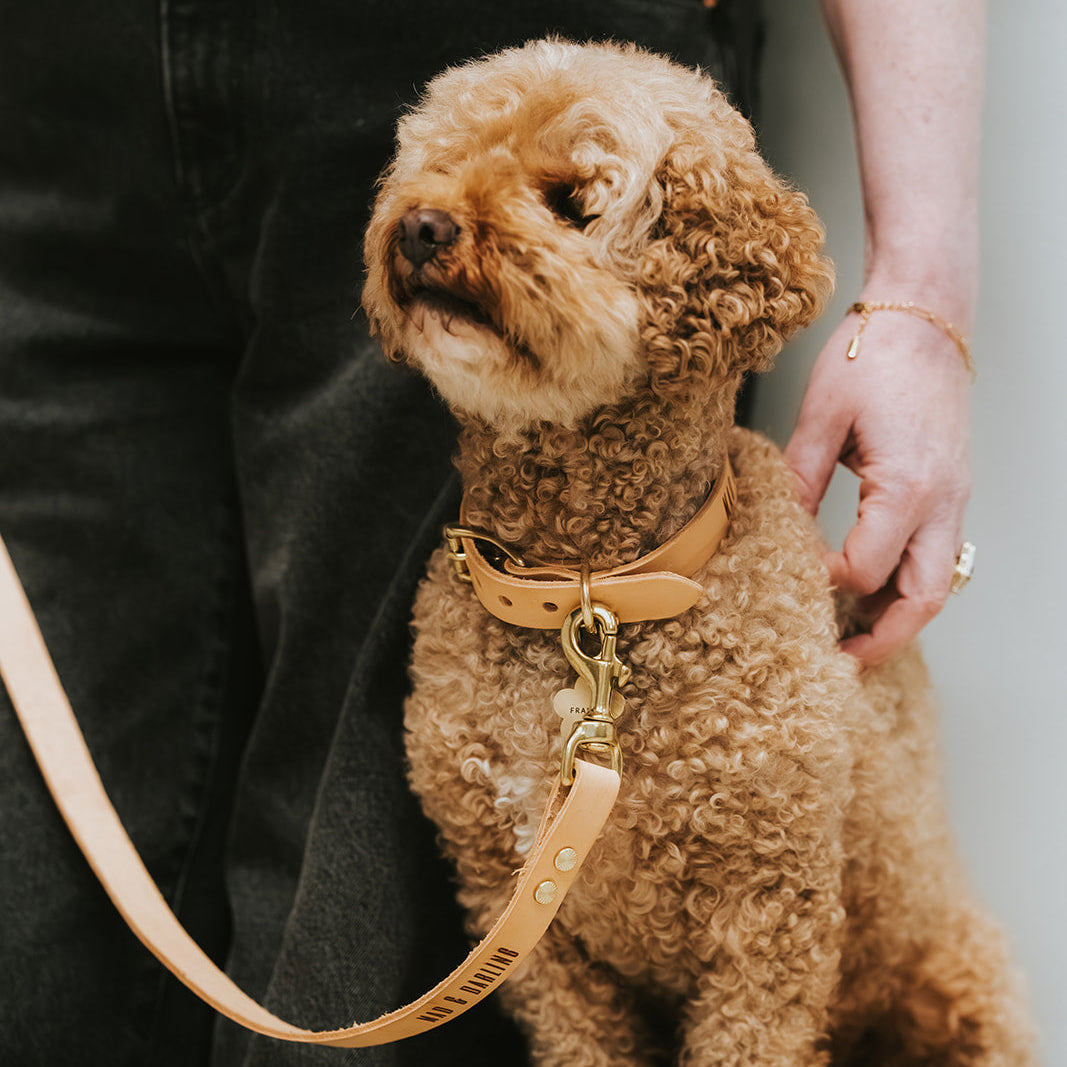 The Signature Collar