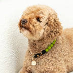 The Darling Collar
