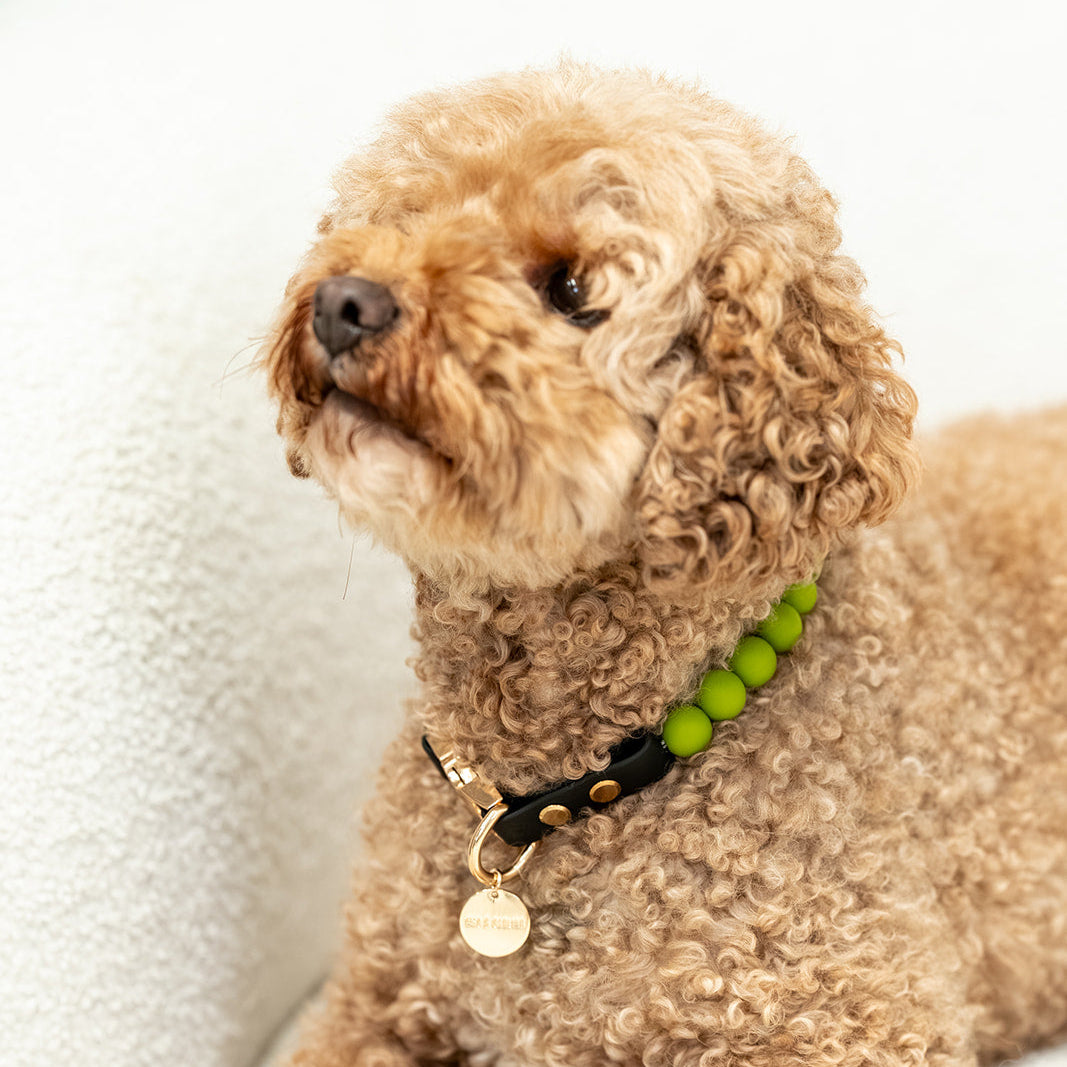 The Darling Collar