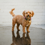 Poodle standing on a reflective surface with a white brick wall background