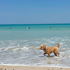 Dog walking on a beach with clear blue water and sky.