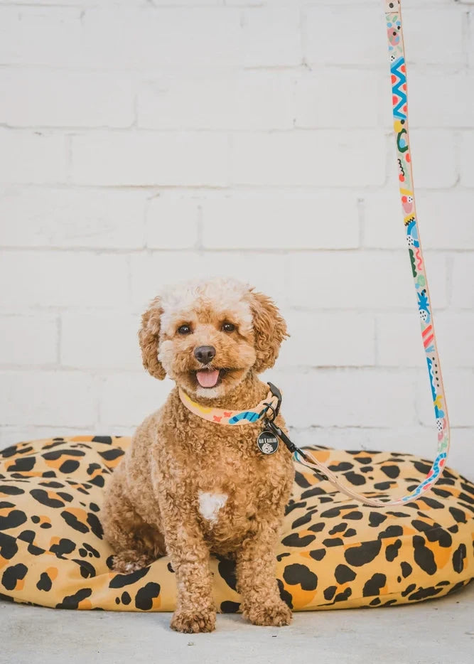 Small brown dog sitting on a leopard print dog bed with a colorful leash in the background.