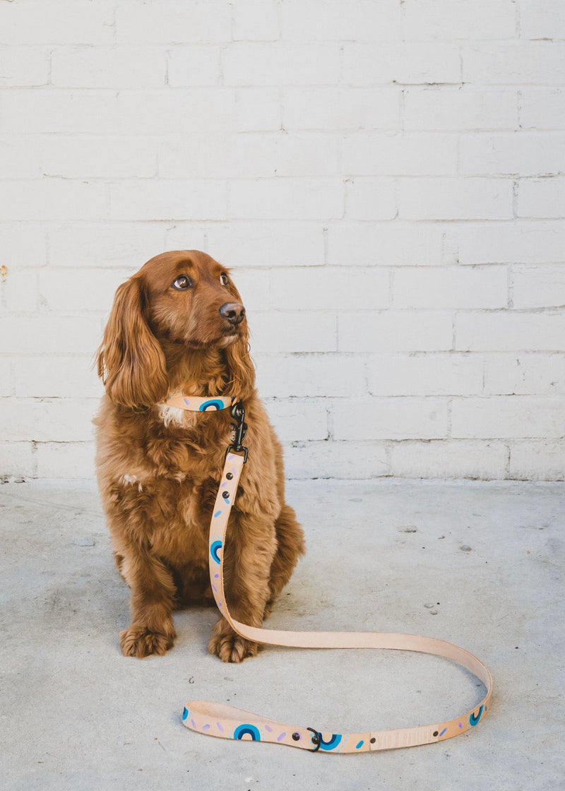 Brown dog sitting on a light gray floor with a white brick wall background