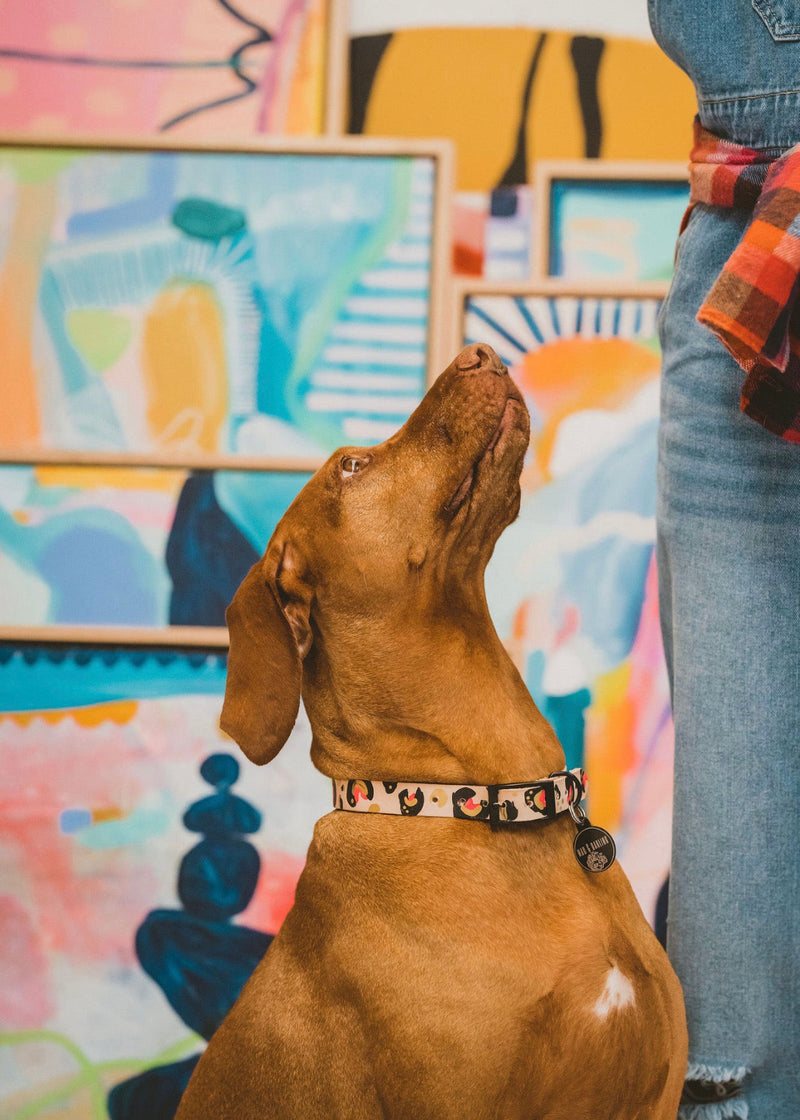 Brown dog wearing a collar with a colorful abstract painting in the background