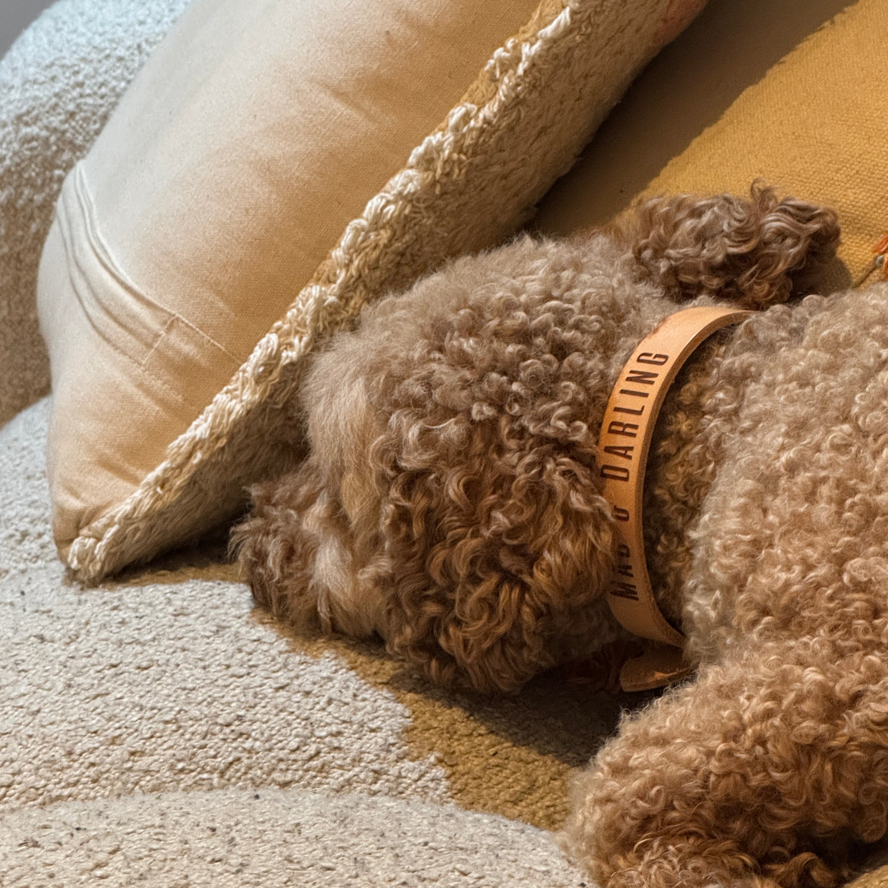 Small brown dog lying on a beige cushion with a neutral background