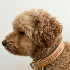 The Signature Collar