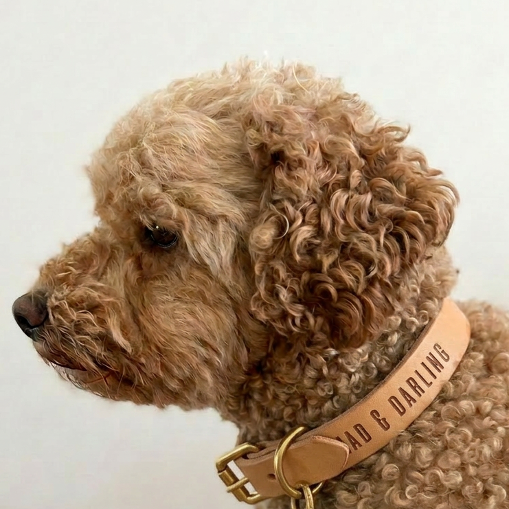 The Signature Collar