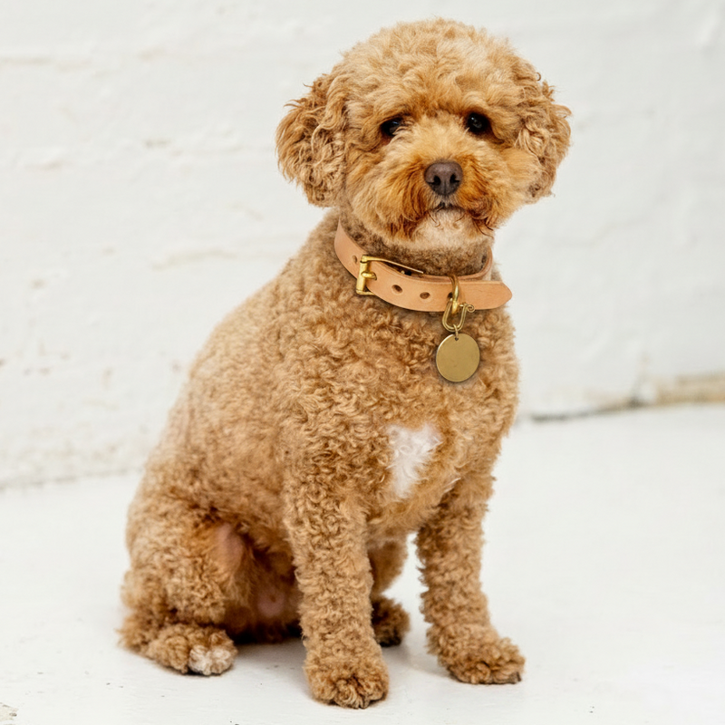Frankie with collar