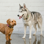 Two dogs, a Poodle and a Husky, standing on a reflective surface with a white brick wall background.
