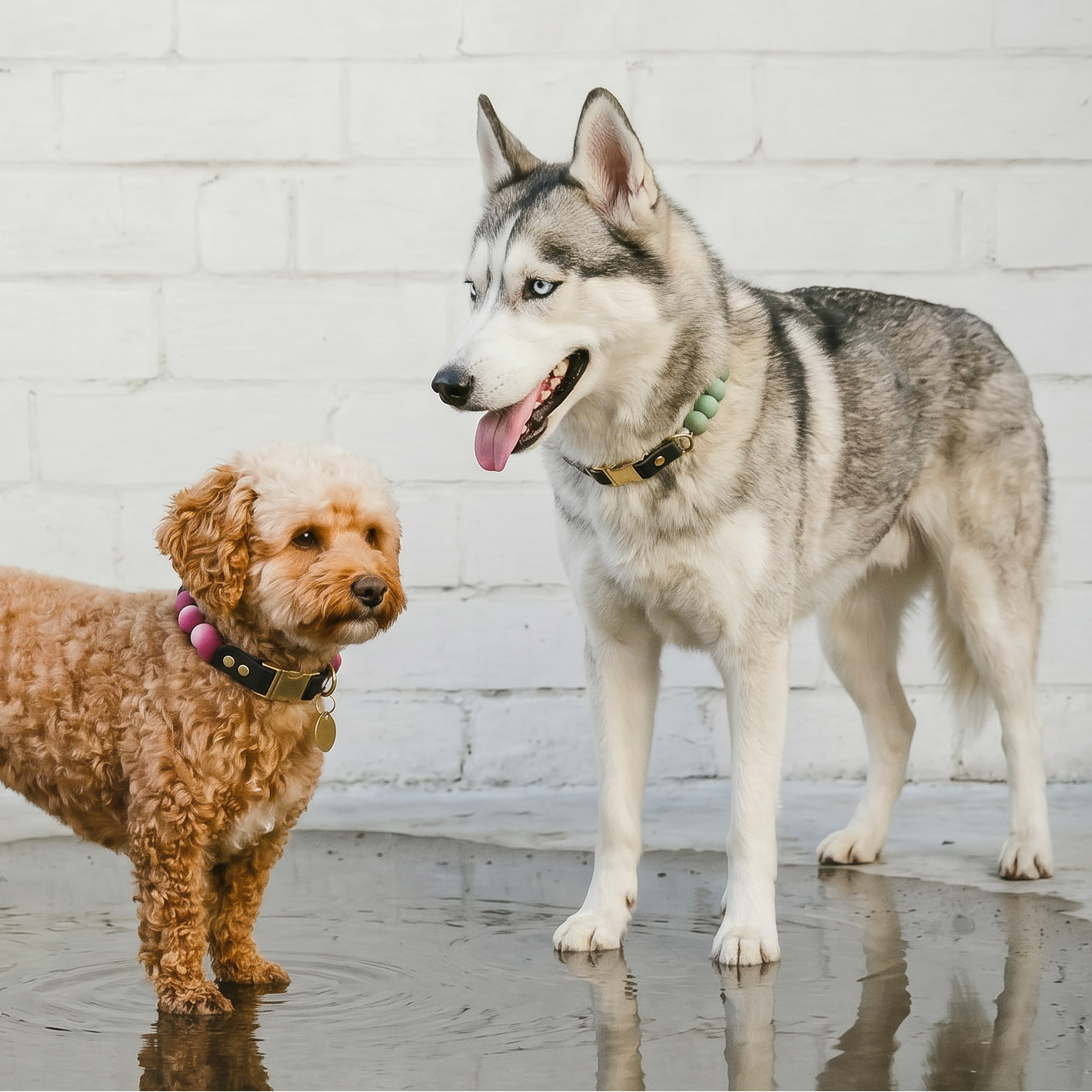 Two dogs, a Poodle and a Husky, standing on a reflective surface with a white brick wall background.