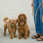 Two dogs standing next to a person holding a leather leash against a white brick wall.