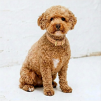 The Signature Collar
